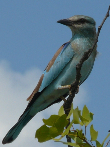 Roller-European