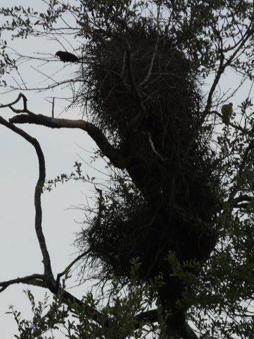 Weaver-Sociable-Nest