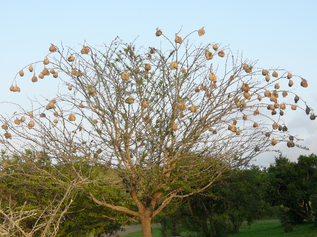 Weaver-nests