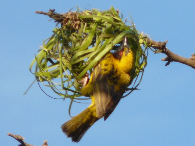 Weaver-new-nest