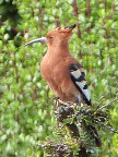 Hoopoe (99 KB)