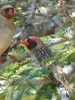 Red-billed-Queleas (114 KB)