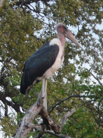 Marabou-Stork-2