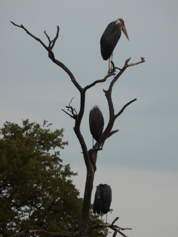 Marabou-Storks