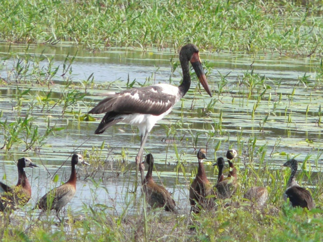 Saddle-billed-Stork-Ducks