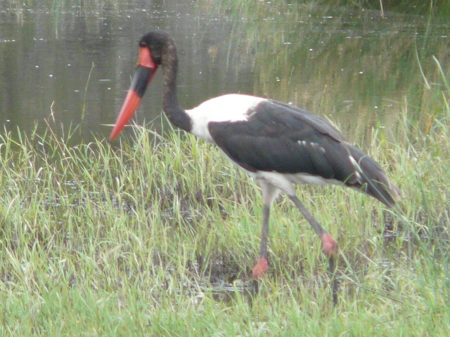 Saddle-billed-female