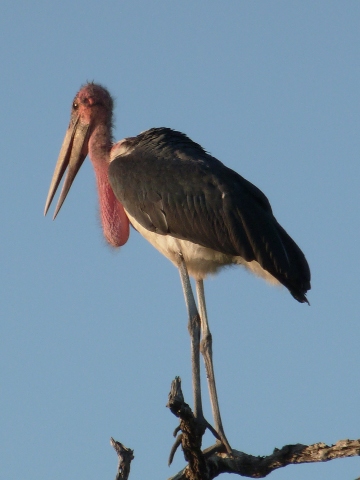 Stork-Marabou