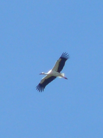 White-Stork-flying