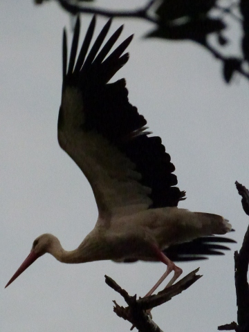 White-Stork-taking-off