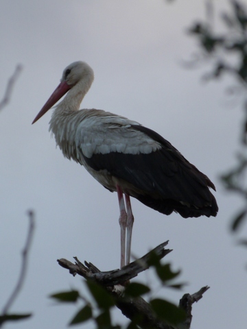 White-Stork