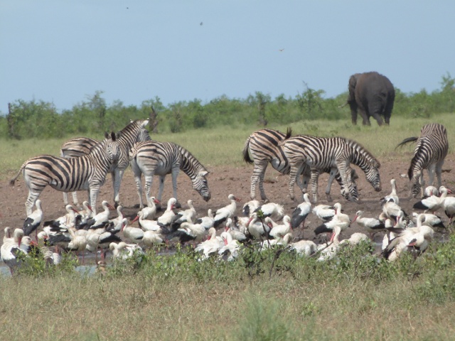 White-Storks-Zebra