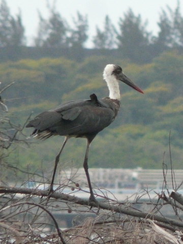 Wooly-necked-Stork-2