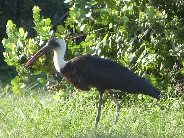 Wooly-necked-Stork