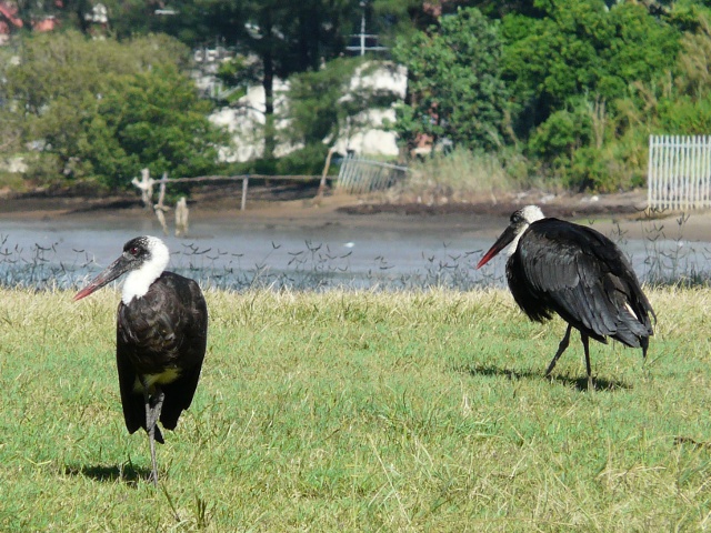 Wooly-necked-Storks