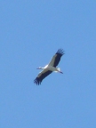 White-Stork-flying (58 KB)