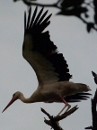 White-Stork-taking-off (94 KB)