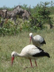 White-Storks-Zebra-2 (134 KB)