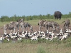 White-Storks-Zebra (147 KB)