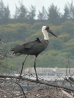 Wooly-necked-Stork-2 (126 KB)