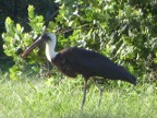 Wooly-necked-Stork (175 KB)