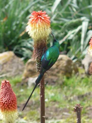 Malachite-Sunbird