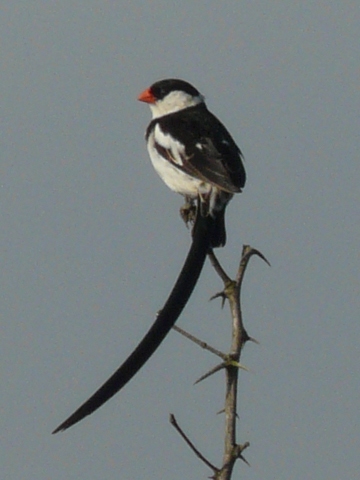 Pin-tailed-Whydah