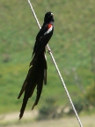 Long-tailed-Widowbird (101 KB)