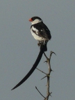 Pin-tailed-Whydah (81 KB)