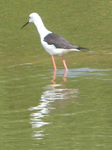 Black-winged-Stilt