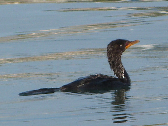 Cormorant1