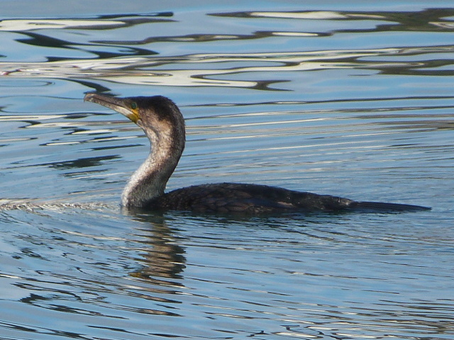 Cormorant4