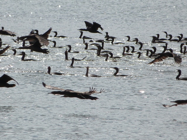 Cormorants