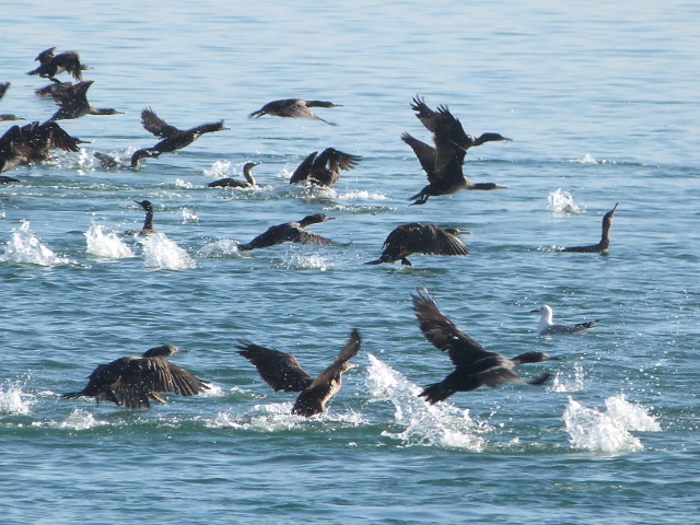 Cormorants1