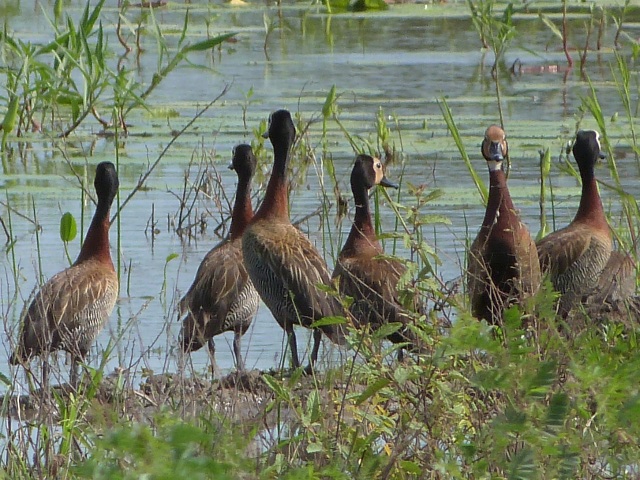 Ducks-White-faced