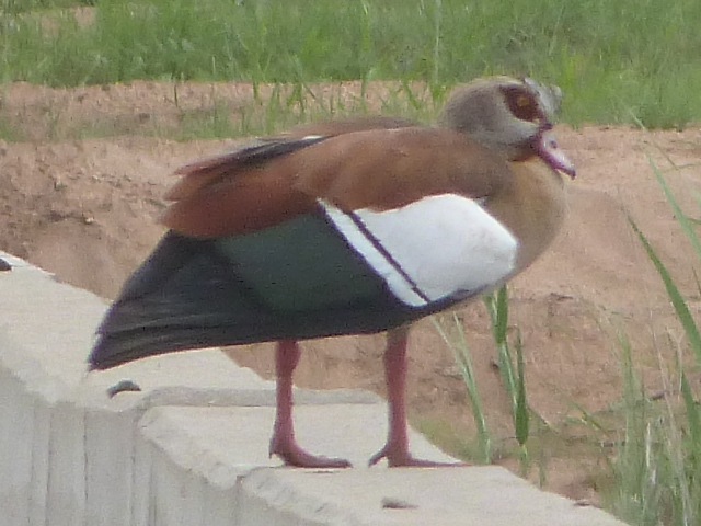 Egyptian-Goose-2