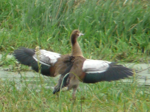 Egyptian-Goose