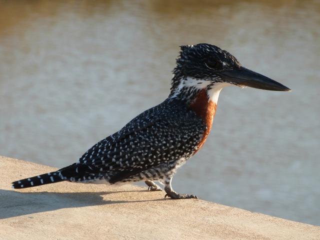 Giant-Kingfisher