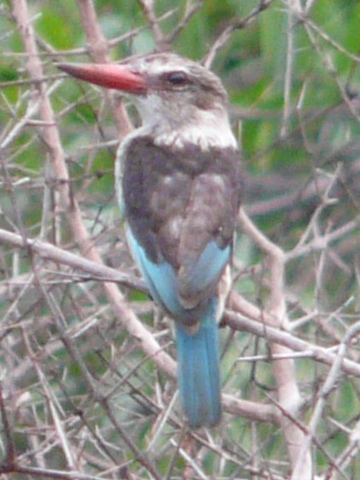 Grey-headed-Kingfisher