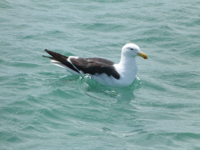 Herring-Gull