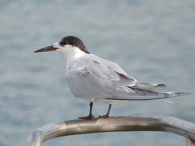 Little-Tern