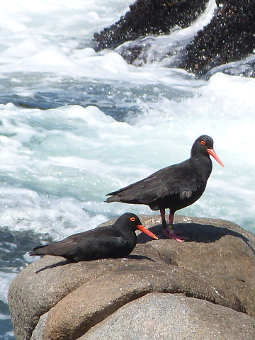 Oystercatchers