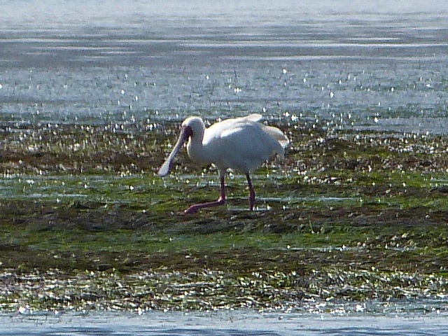 Spoonbill