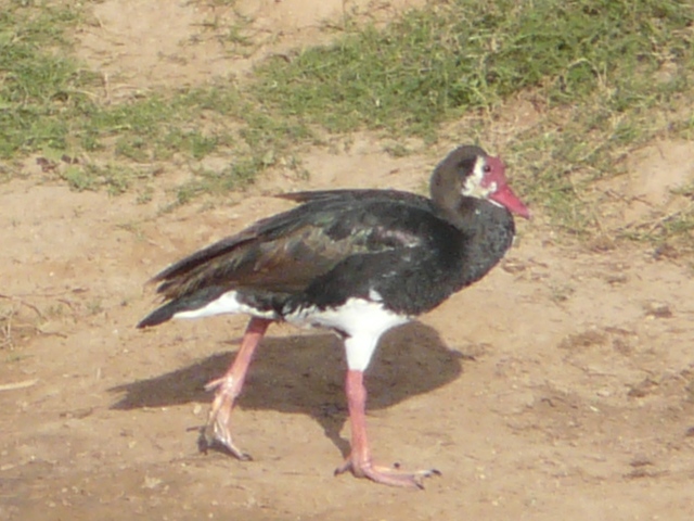 Spur-winged-Goose