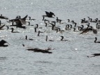 Cormorants (156 KB)