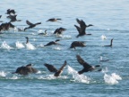 Cormorants1 (155 KB)