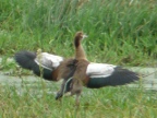 Egyptian-Goose (140 KB)