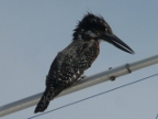 Giant-Kingfisher (113 KB)