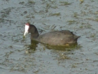 Red-knobbed-Coot