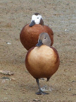 Shelduck