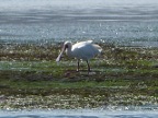 Spoonbill (169 KB)